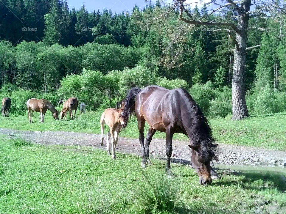 majestic horses 