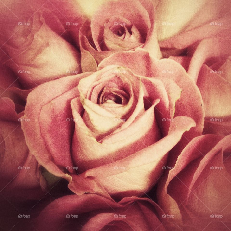 Love, Affection, Rose, Flower, Romance