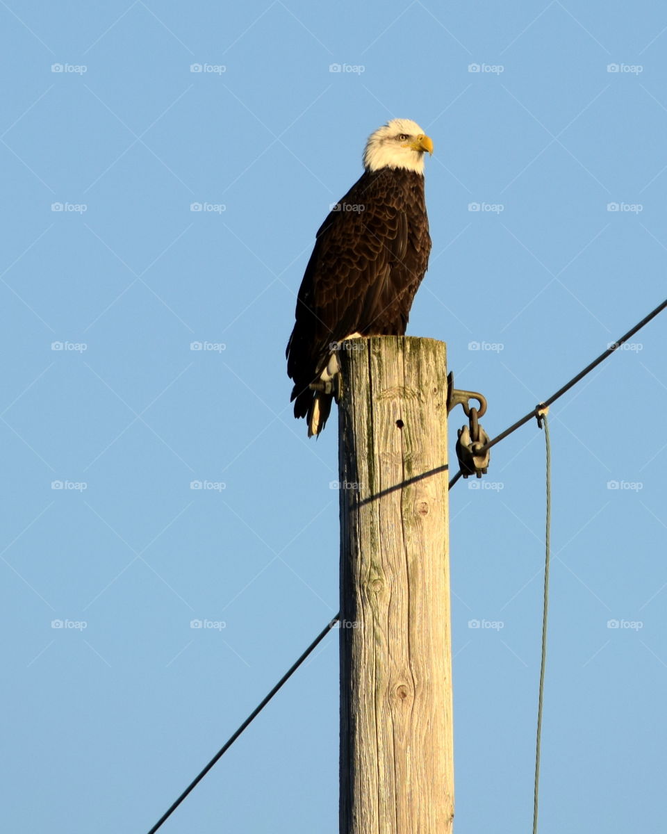 Bald Eagle