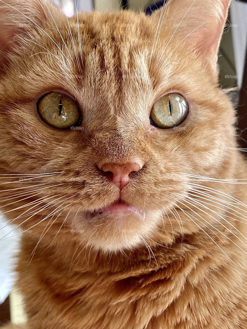 Close up of an orange cat