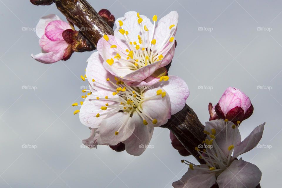 Branch of blossoming apricot.