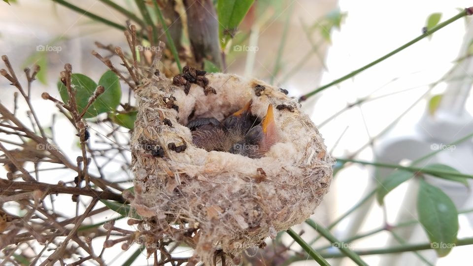 Baby Hummingbird chicks