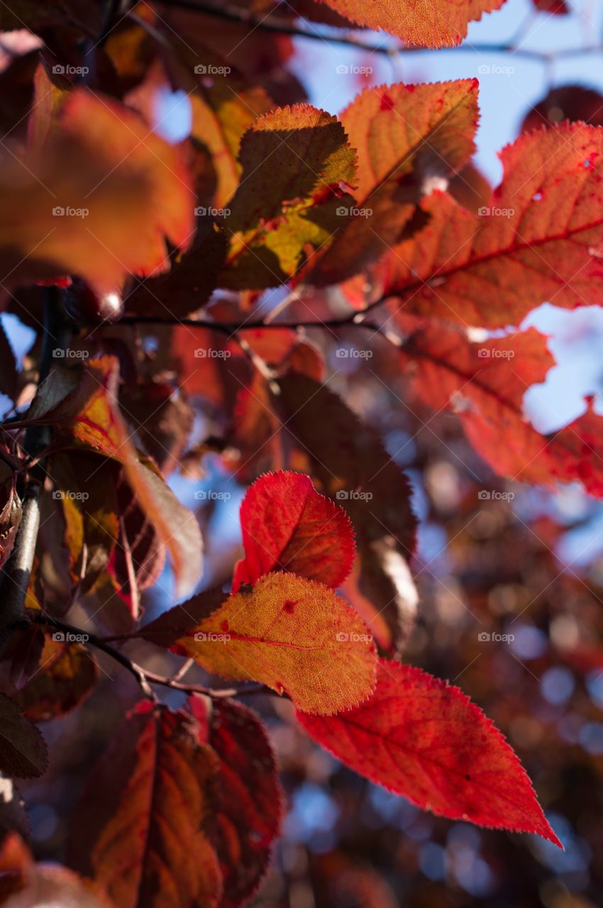 Red leaves 