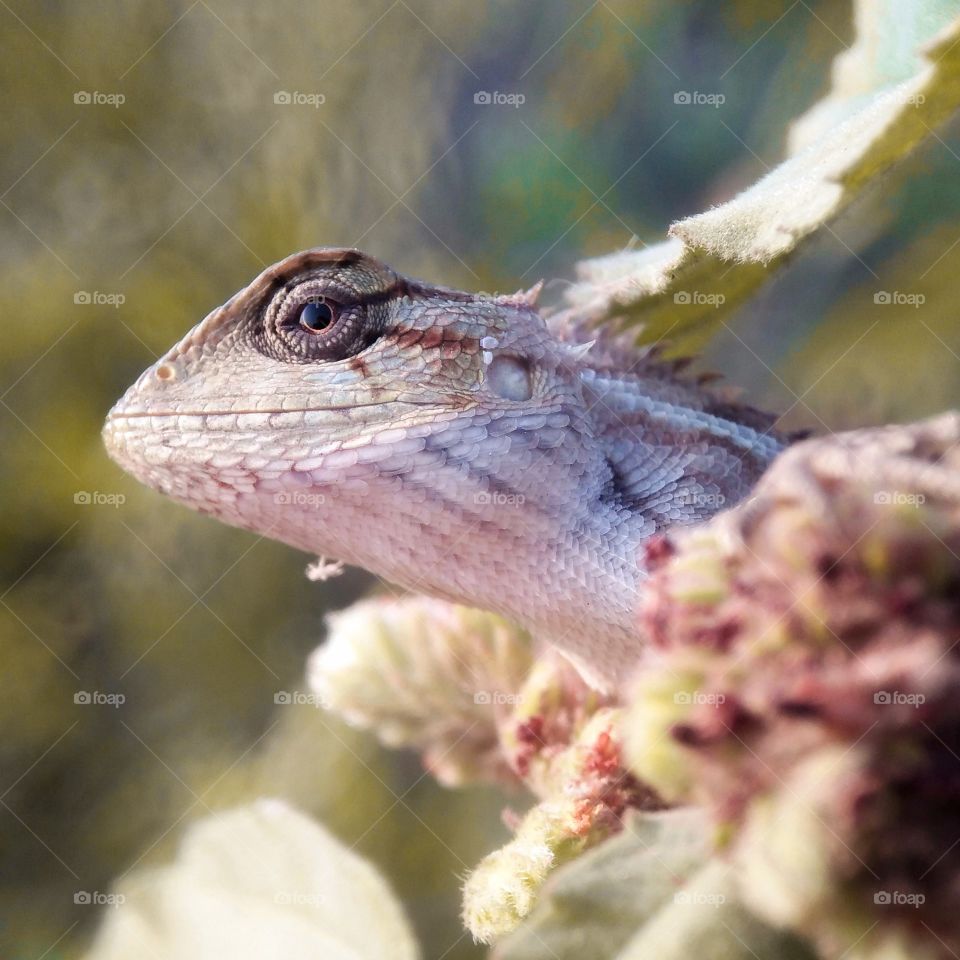 The lizard (calotes versicolor)
