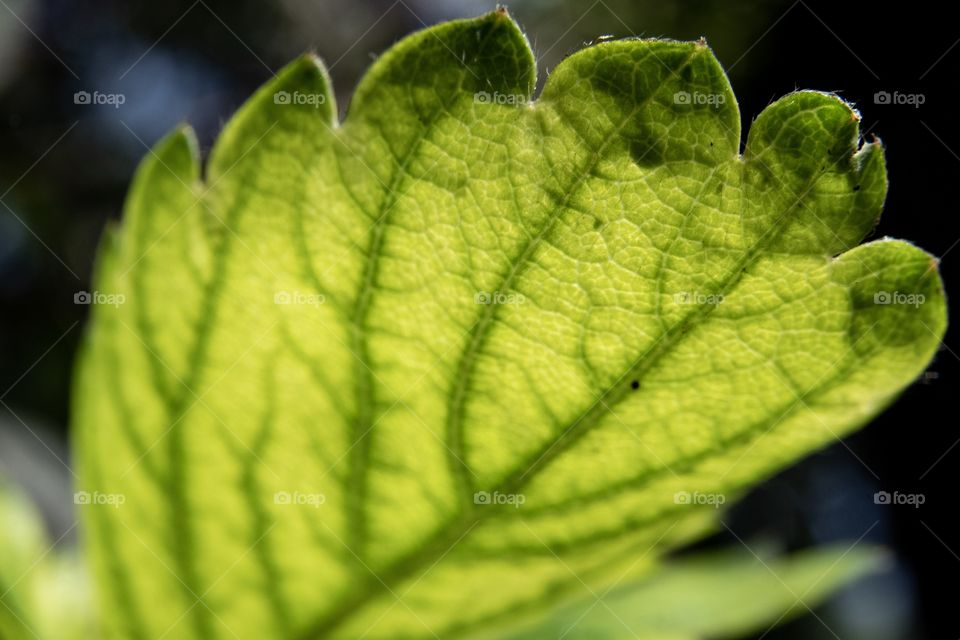 Beautiful Natural texture of strawberry leaf