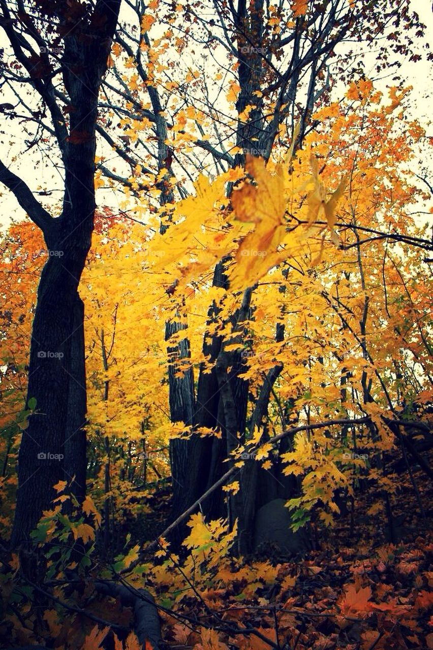 Fall, autumn, tree, yellow, view, nature