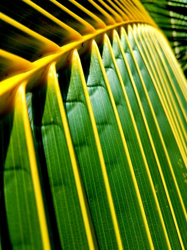 Palm