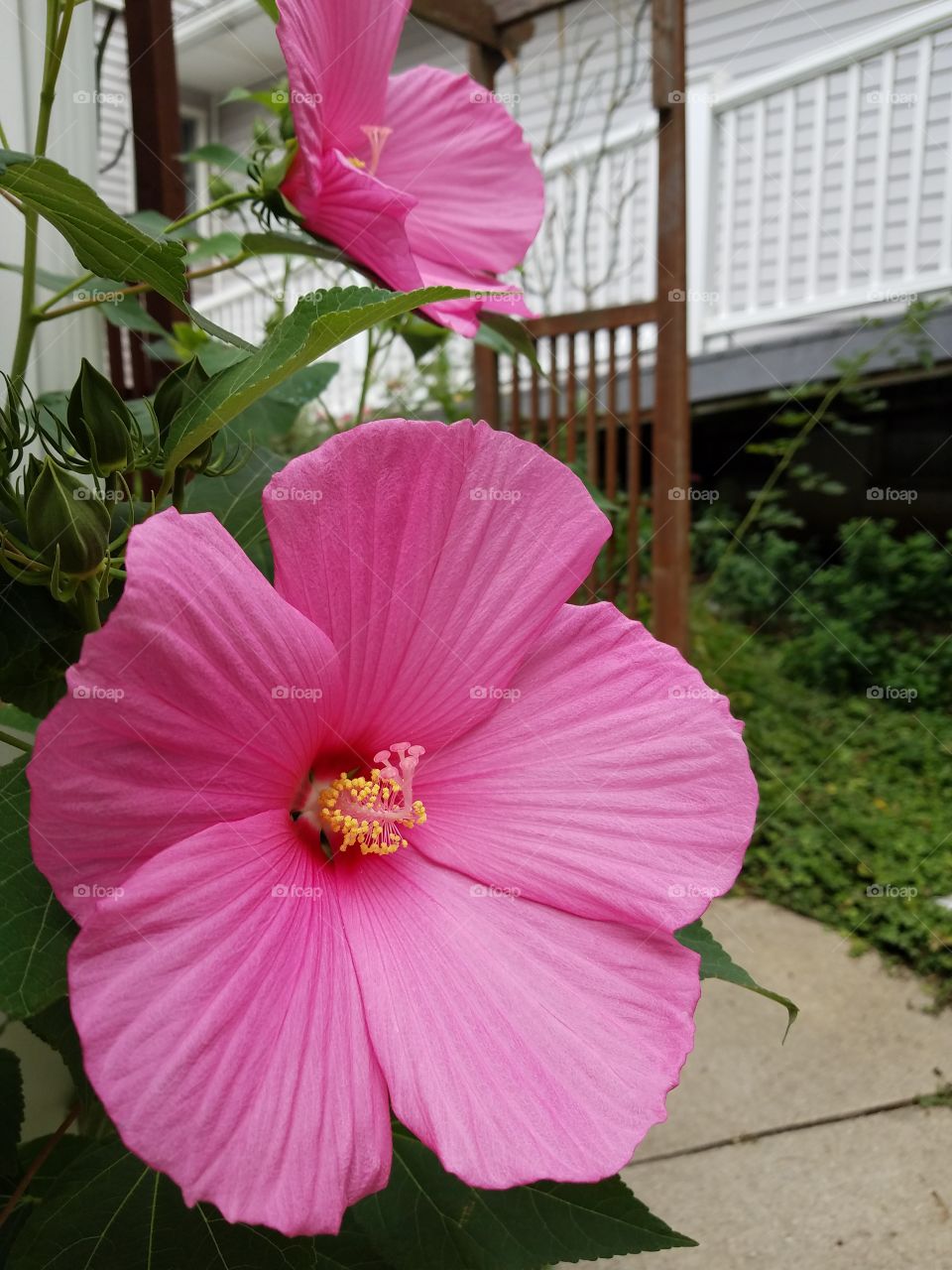 pink hibiscus