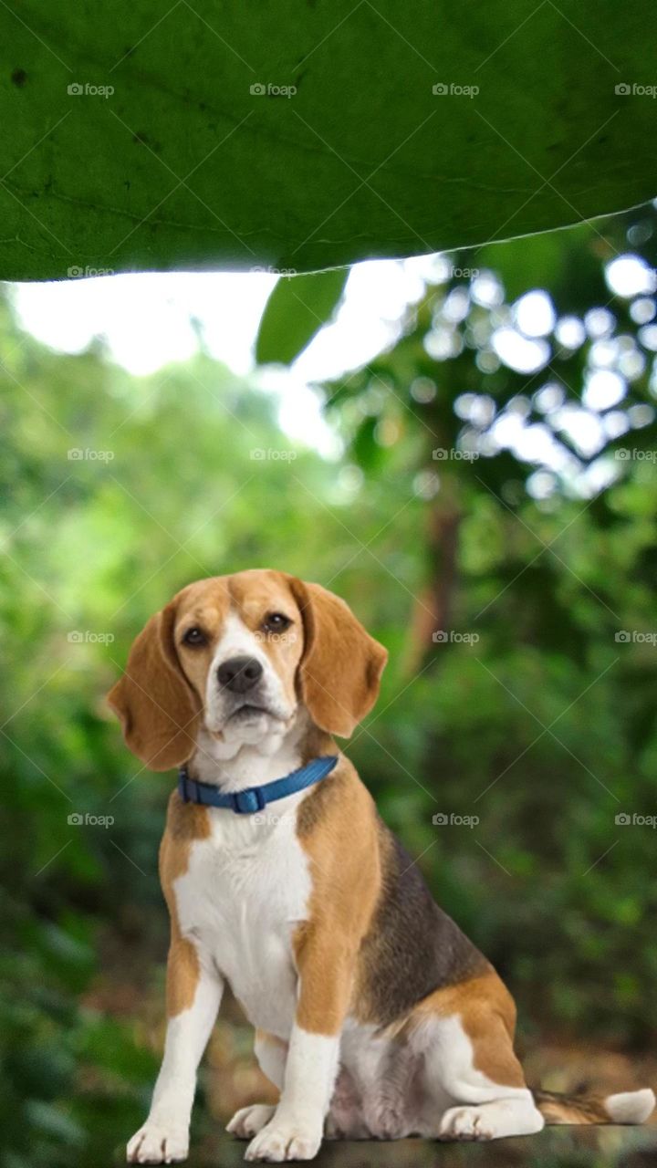 1. "Furry Joy: This adorable pup embodies pure happiness, with its tail wagging and eyes full of excitement. A snapshot of boundless joy!"

2. "Sunset Stroll: A loyal canine comp