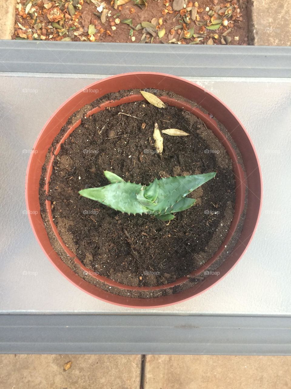 A baby aloe