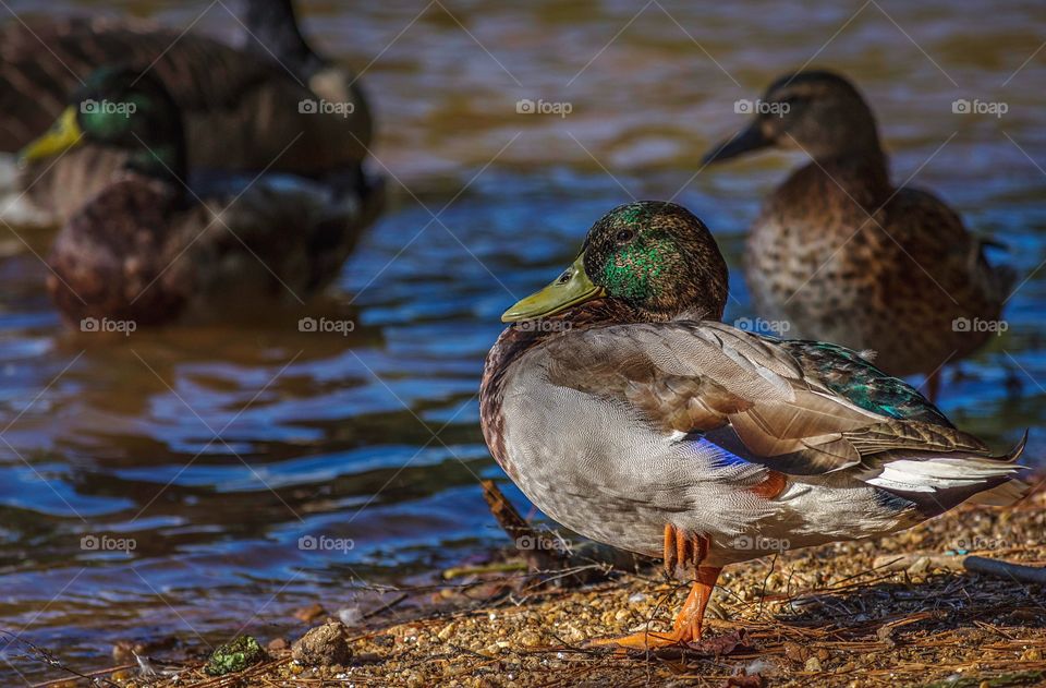 Make mallard standing with one leg up on lakeshore