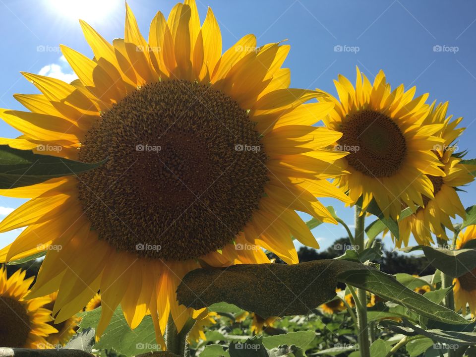 Sunflowers 