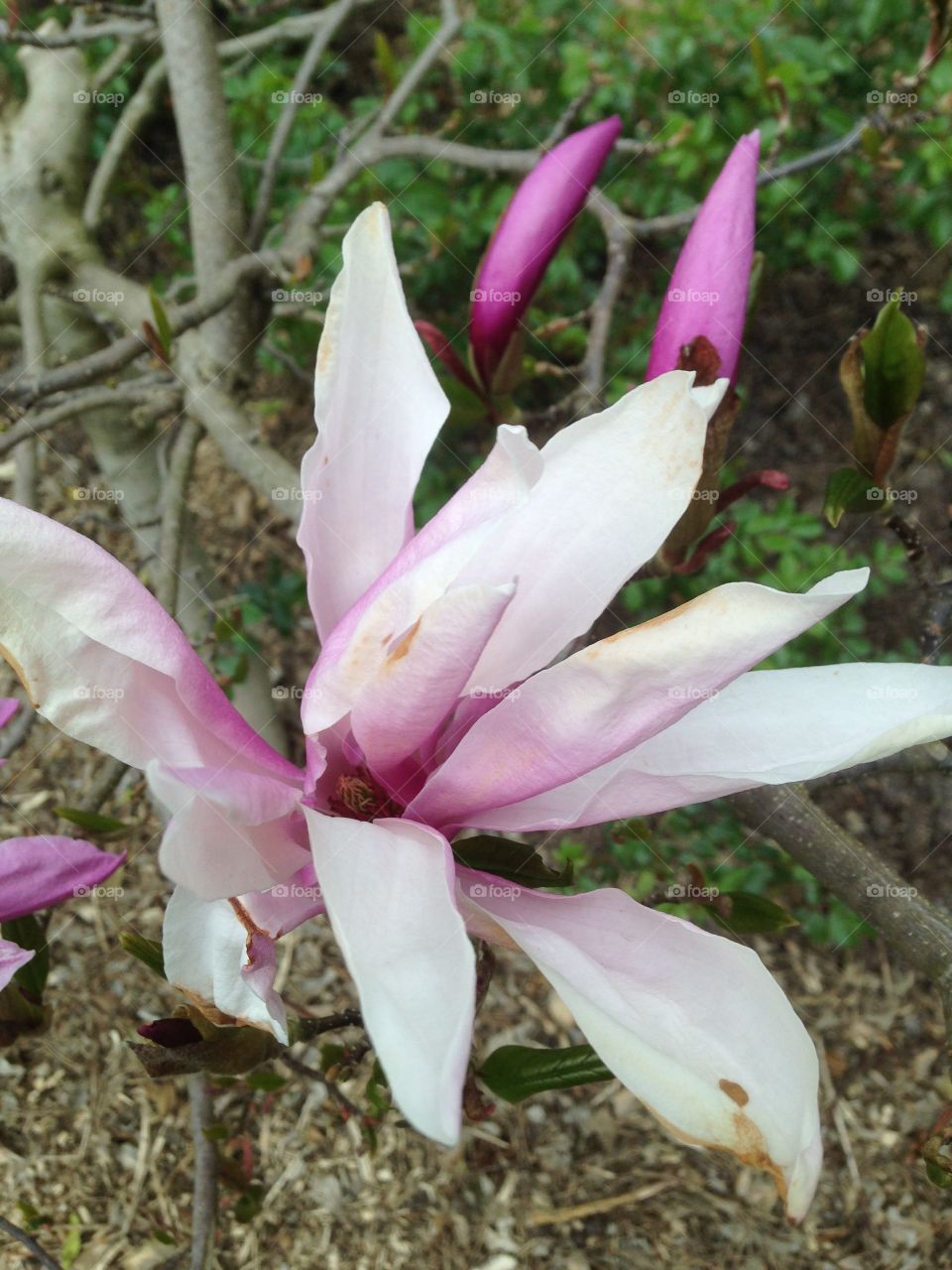 Magnolia 