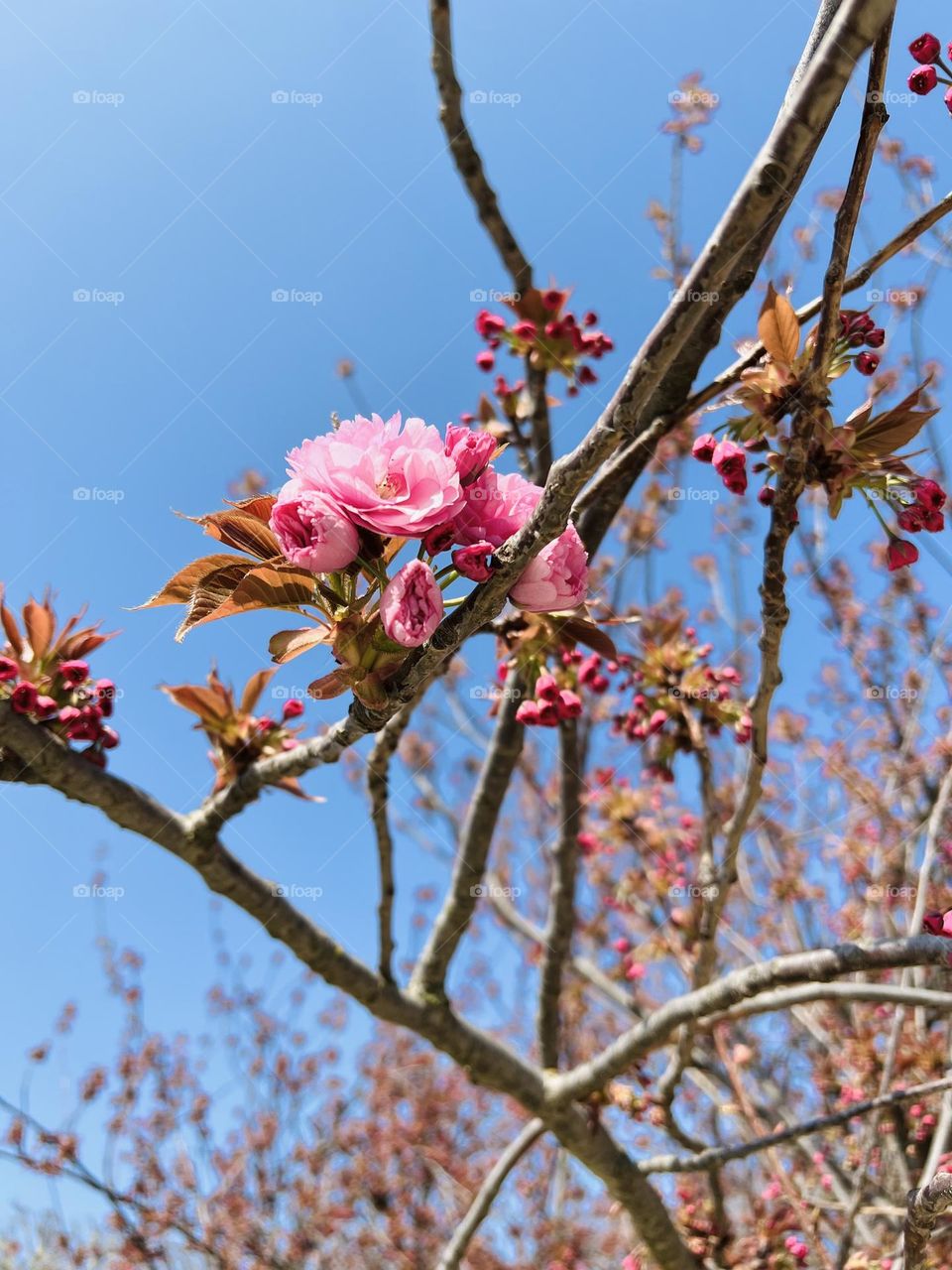 Pink flowers tree