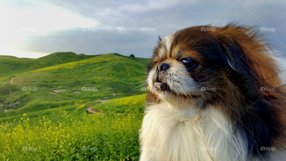 Pekingese dog looking away