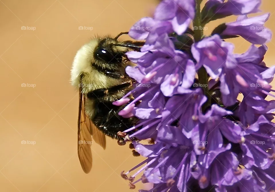 Fuzzy Bee