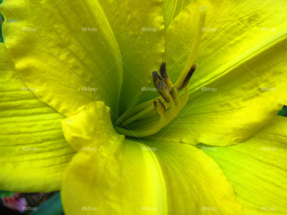 Day Lily. Just a beautiful, vibrant, yellow Lily 