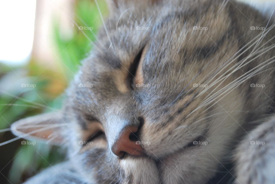 A sleeping cat