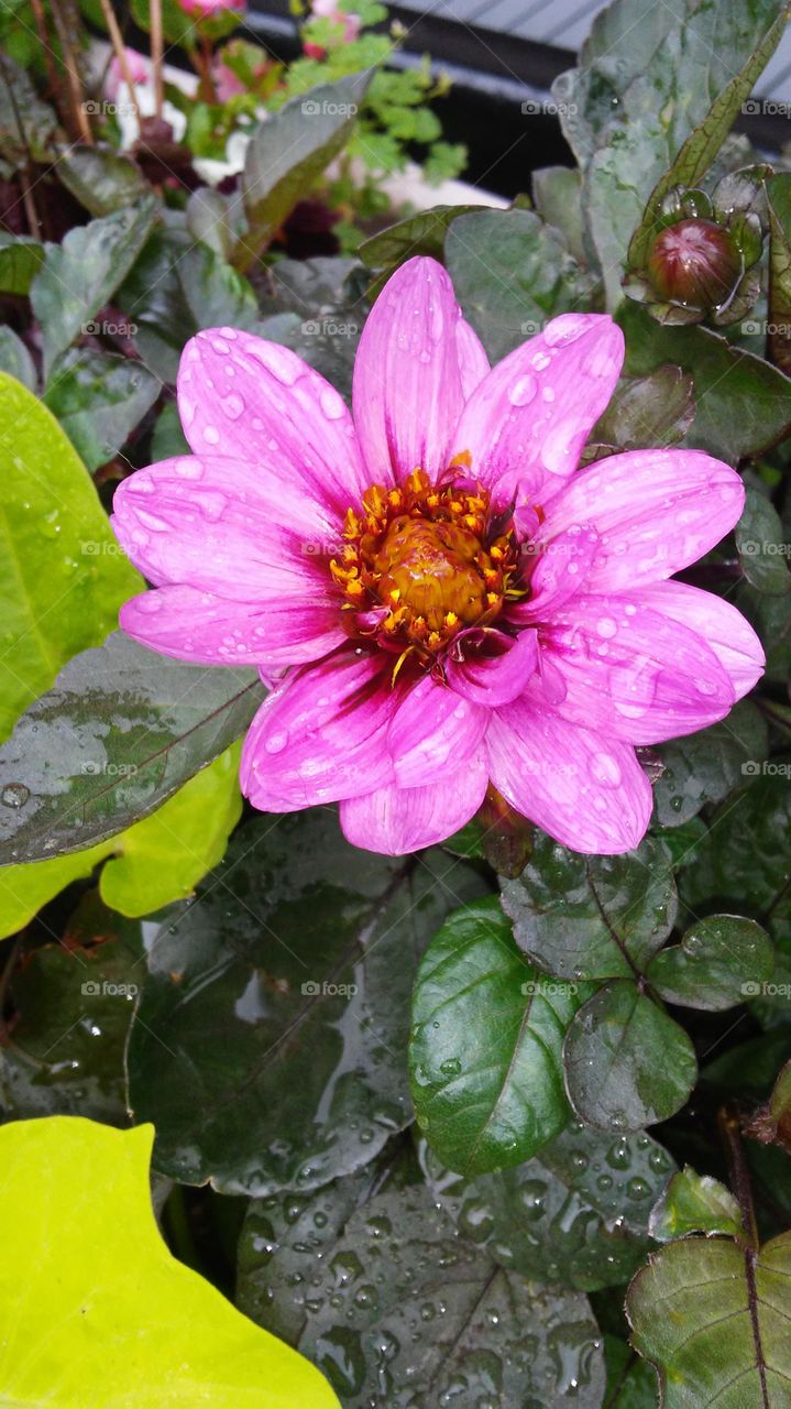 Flower, Flora, Nature, Garden, Leaf