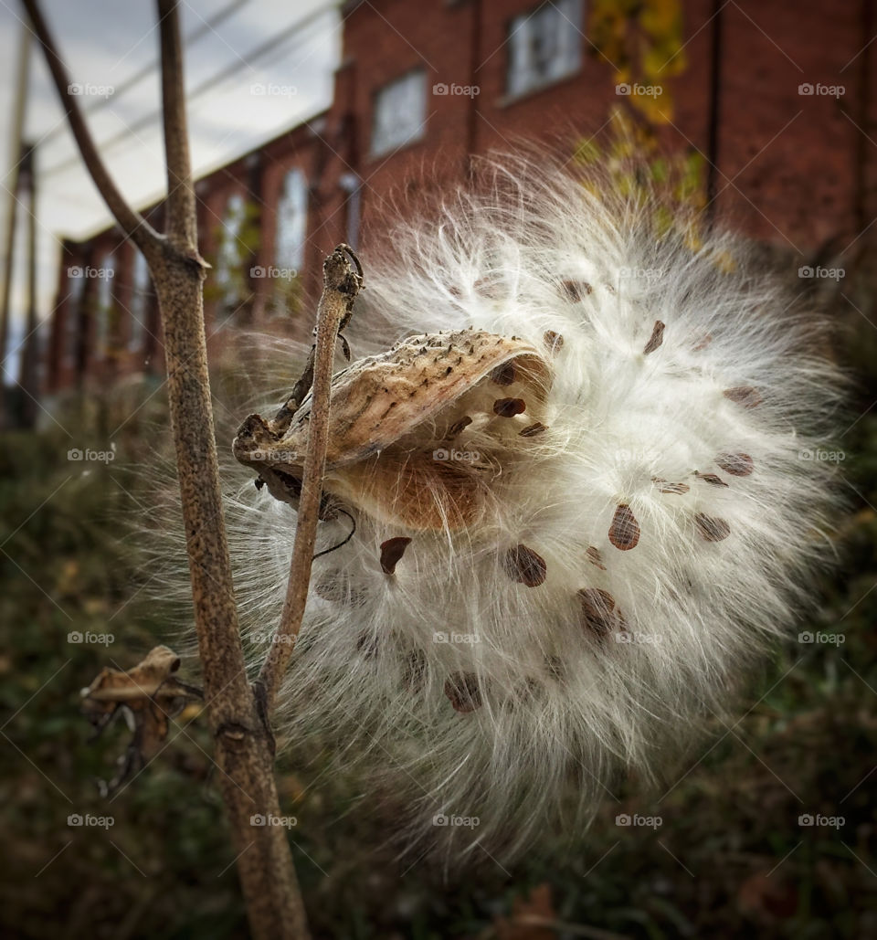 Milkweed pod