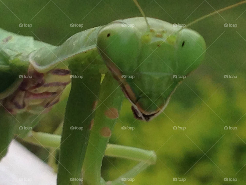 Playful praying mantis 