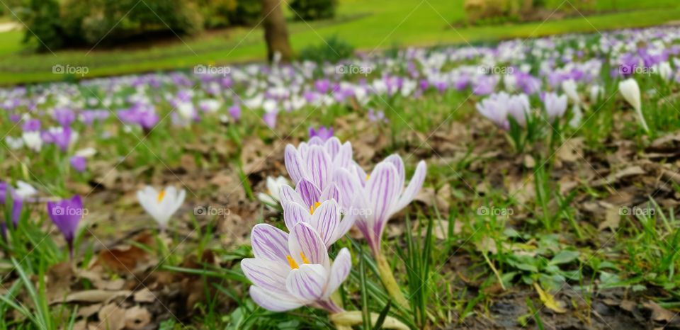 Beautiful flowers