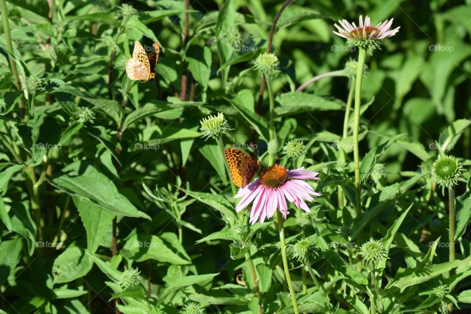 Butterfly on flower
