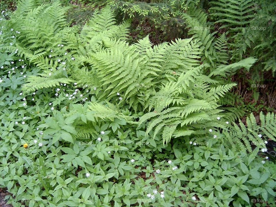 fern