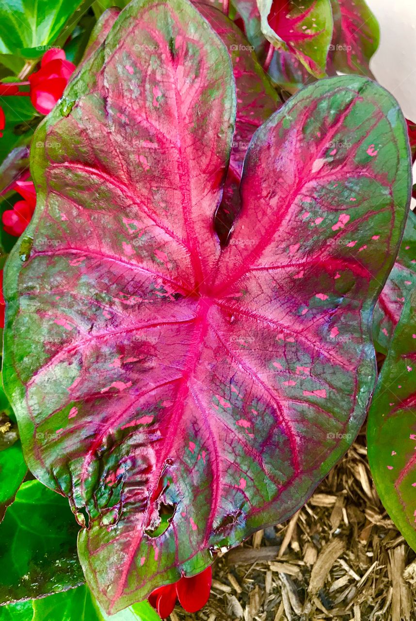 Red leave 