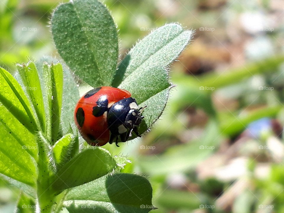 ladybug