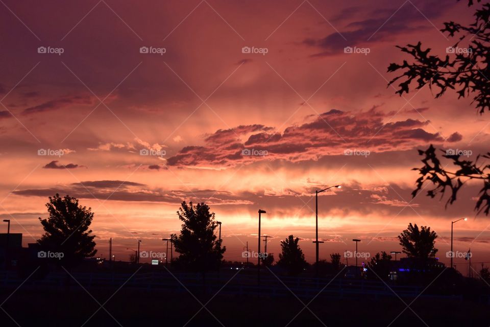 Silhouette of trees at sunset