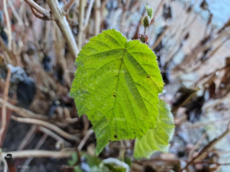 Last green leaves