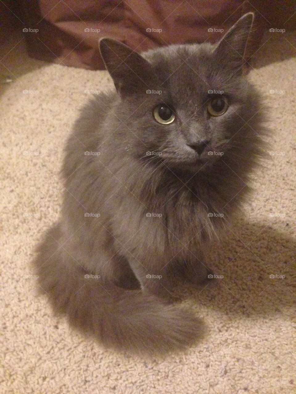 Cute gray long-haired fluffy kitten