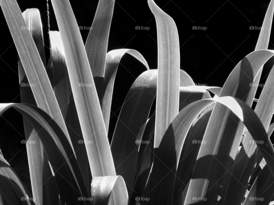 Light and shadow in the foliage