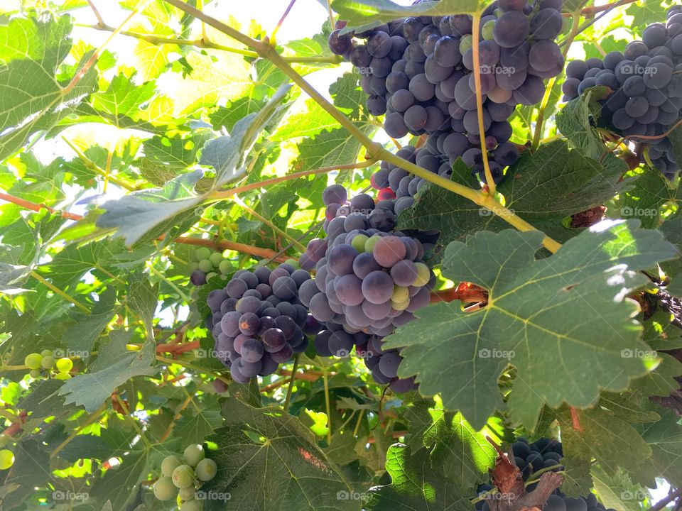 Grapes, Napa vineyard 