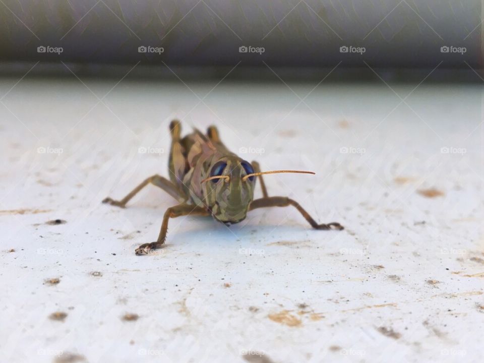 Grasshopper 