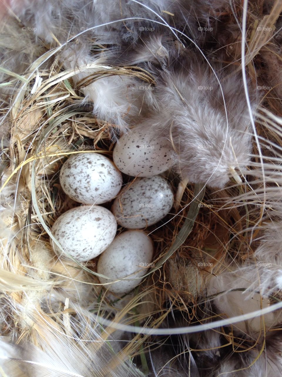 Waiting for momma bird 