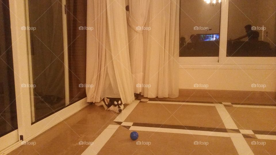 huskybdog lying down on floor hiding under the curtain