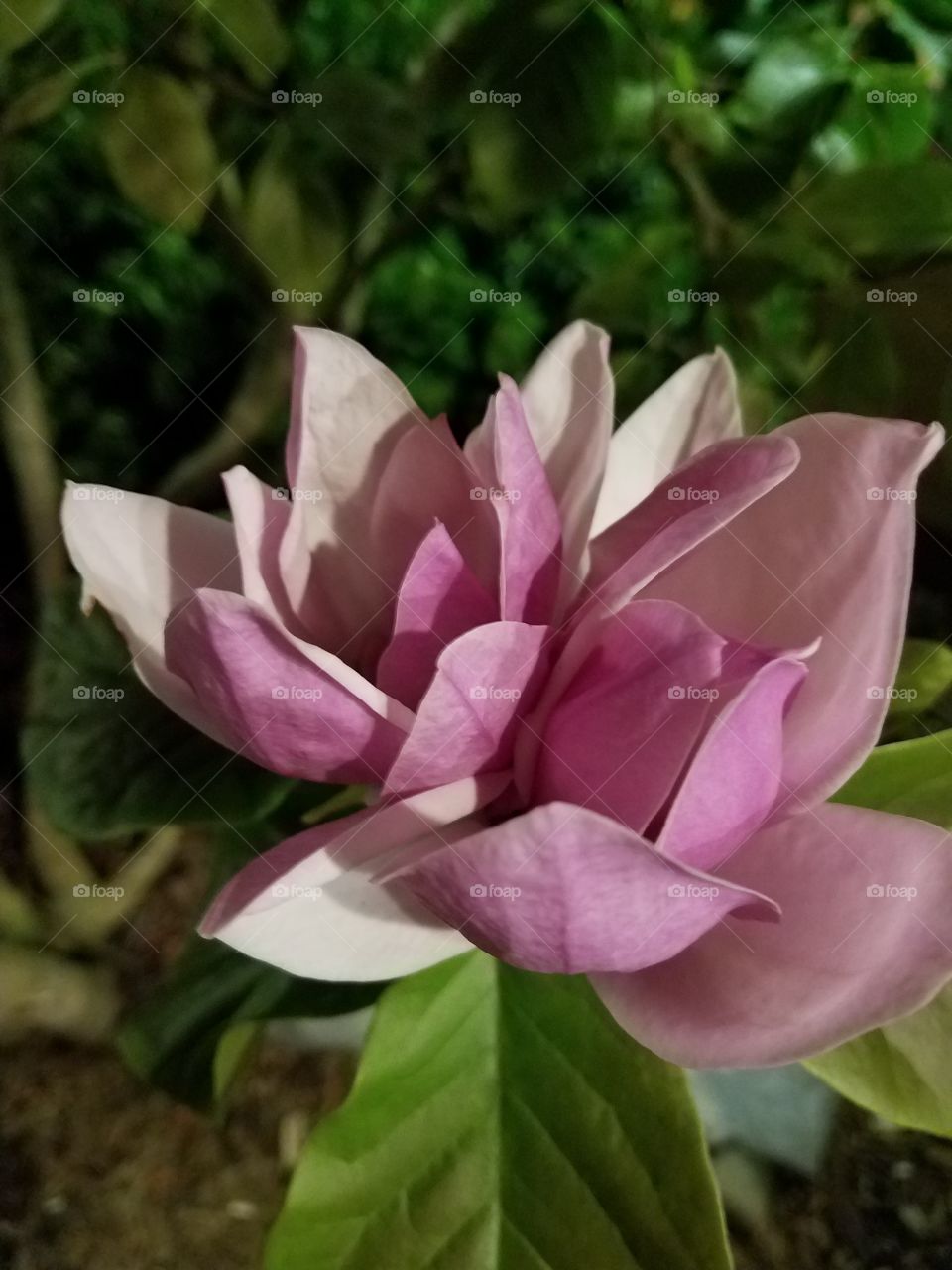 Tulip magnolia