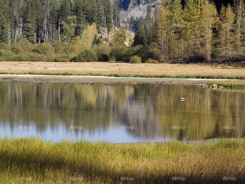 Reeds and trees along the shoreline of Lost Lake in Western Oregon in their splendid colors of gold and yellow on a beautiful autumn day. 