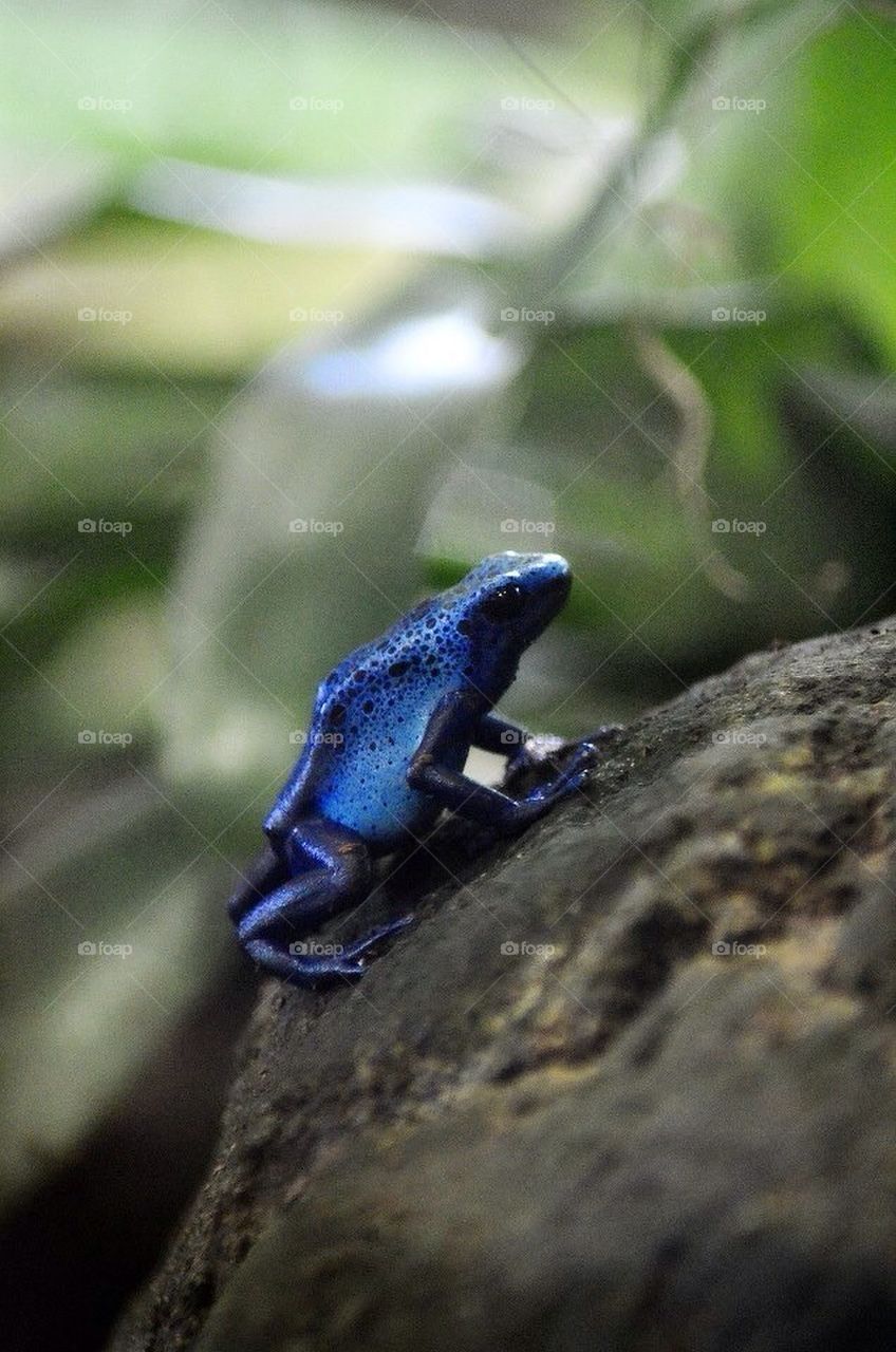 Blue Poison Tree Frog
