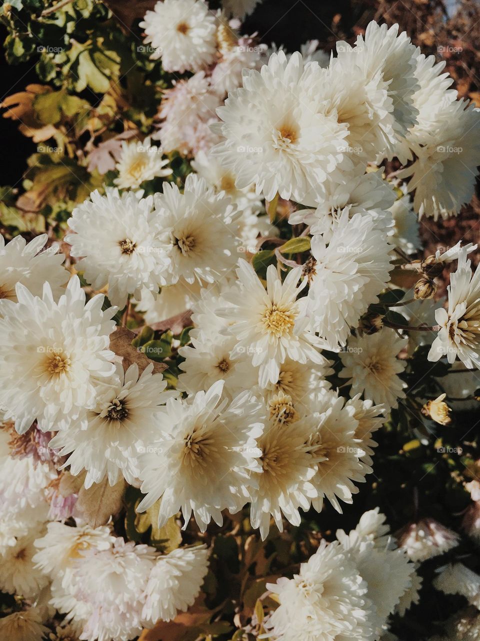 Beautiful White colour flowers in bloom