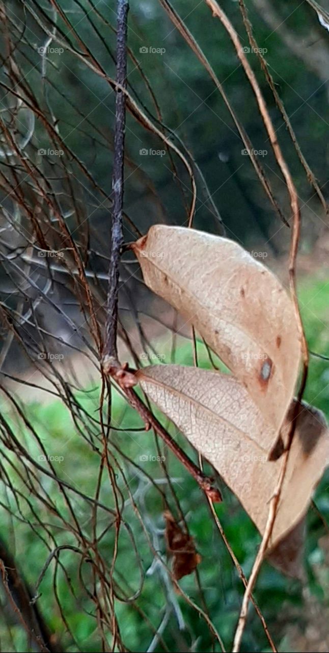 leaves just hanging out in the vines