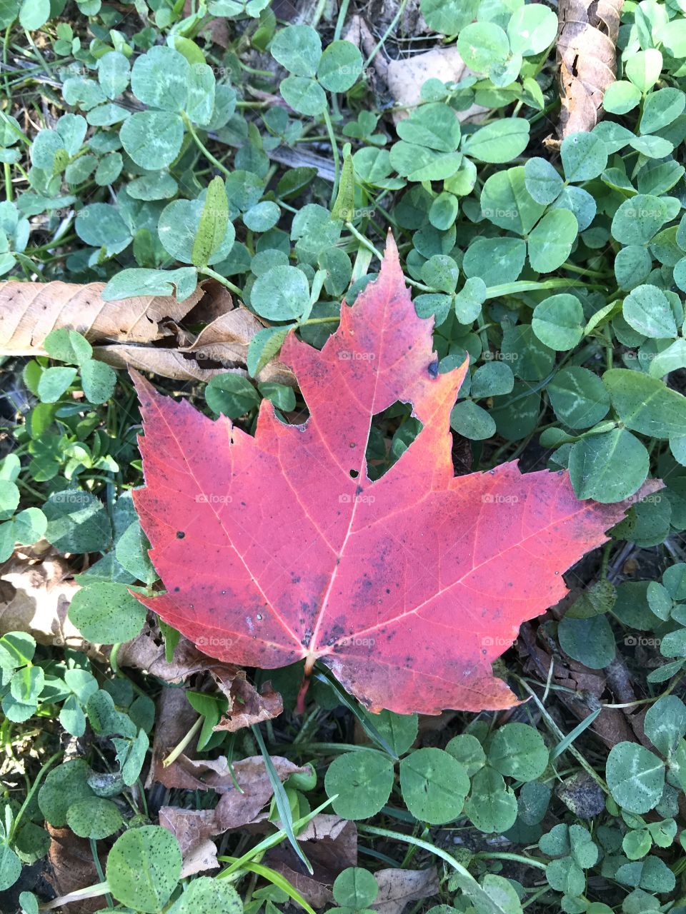 Autumn leaf