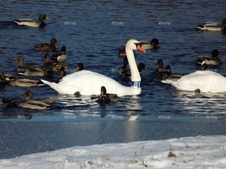 swans floating in the lake wintering