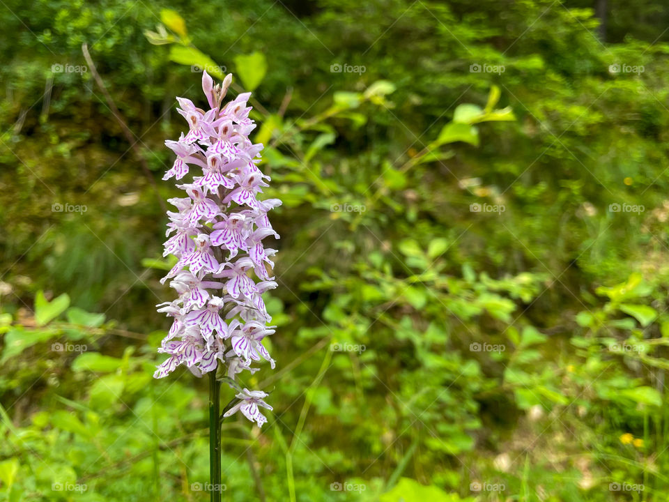 Flower with lots of small white and purple blooms.