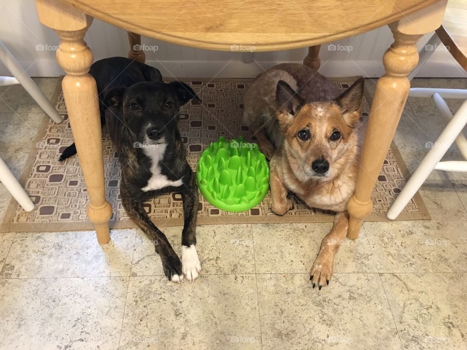 Two mix breeds under table looking at camera, best friends🐾