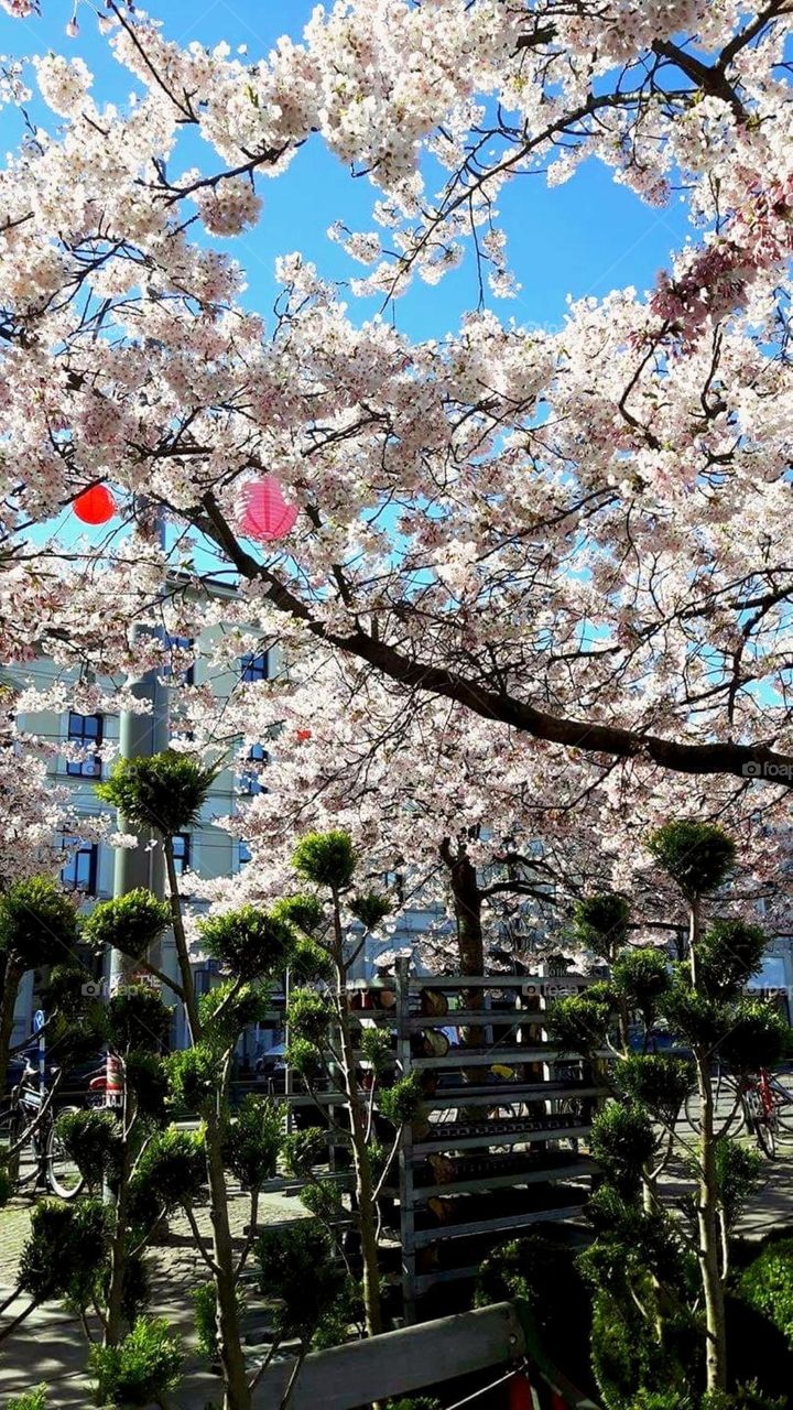 Cherry trees and plants at the city square