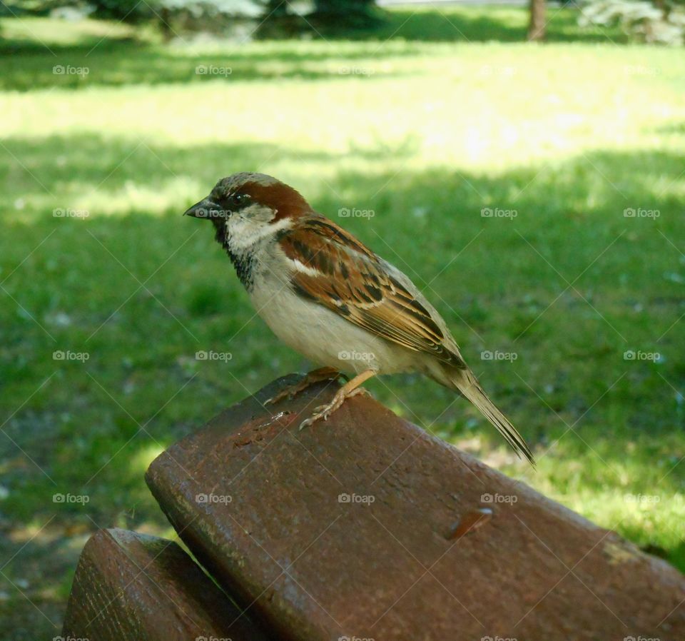 Bird, Wildlife, No Person, Nature, Sparrow