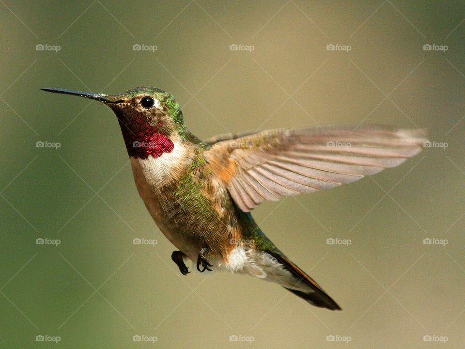 hummingbird in flight